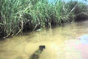 Bizarre spinning bark stuck in river