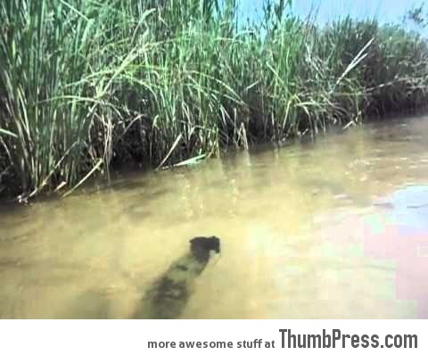 Bizarre spinning bark stuck in river