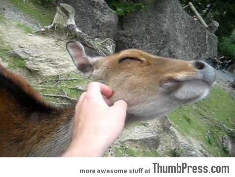 Such a friendly deer. Even Snow White would be jealous