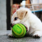 A tennis player puppy