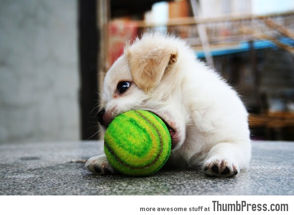 A tennis player puppy