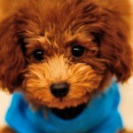 Almost a stuffed toy