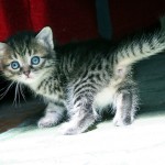 Blue eyes