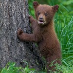 Curious black bear