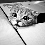 Curious kitty