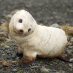 Cutest seal ever