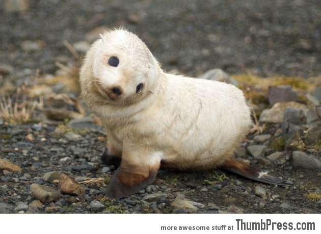 Cutest seal ever