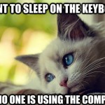 First World Problems Cat