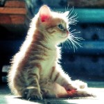 Fluffiest kitty