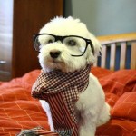 Hipster Dog