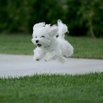 Hover puppy