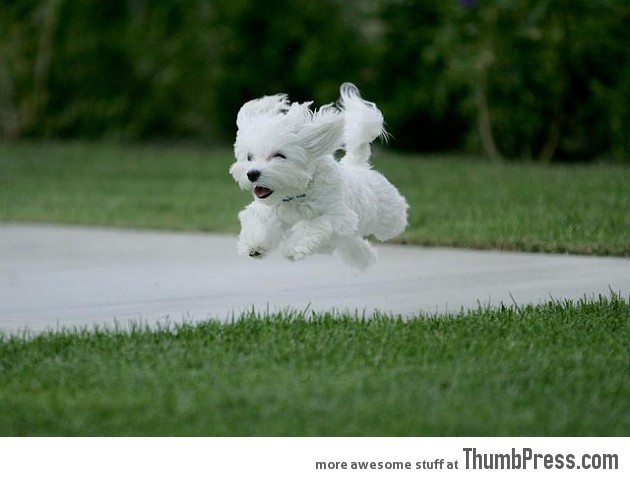 Hover puppy