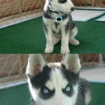 Insanity puppy