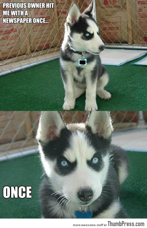 Cute Funny Puppy Memes