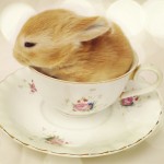 Look I can fit in a cup
