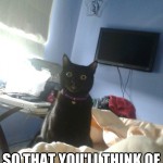 Overly attached cat