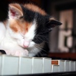 Piano player