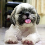 Puppies are awesome