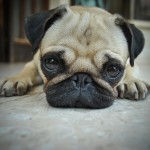 Puppy dog face