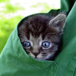 Scared kitty