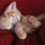 Sleeping beauty