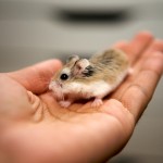 Smaller than a palm