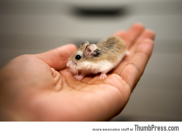 Smaller than a palm