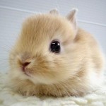 The cute bunny