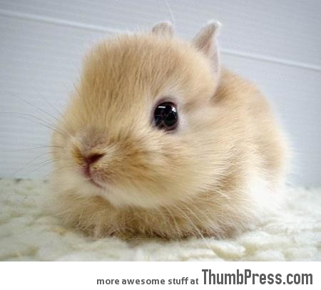 The cute bunny