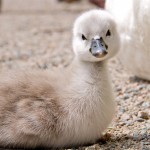 Ugly duckling… NOT