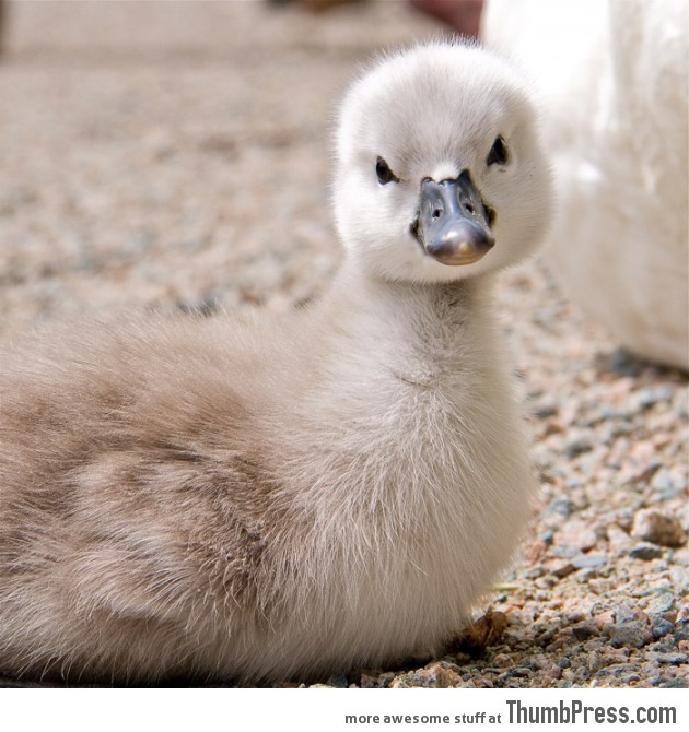 Ugly duckling… NOT