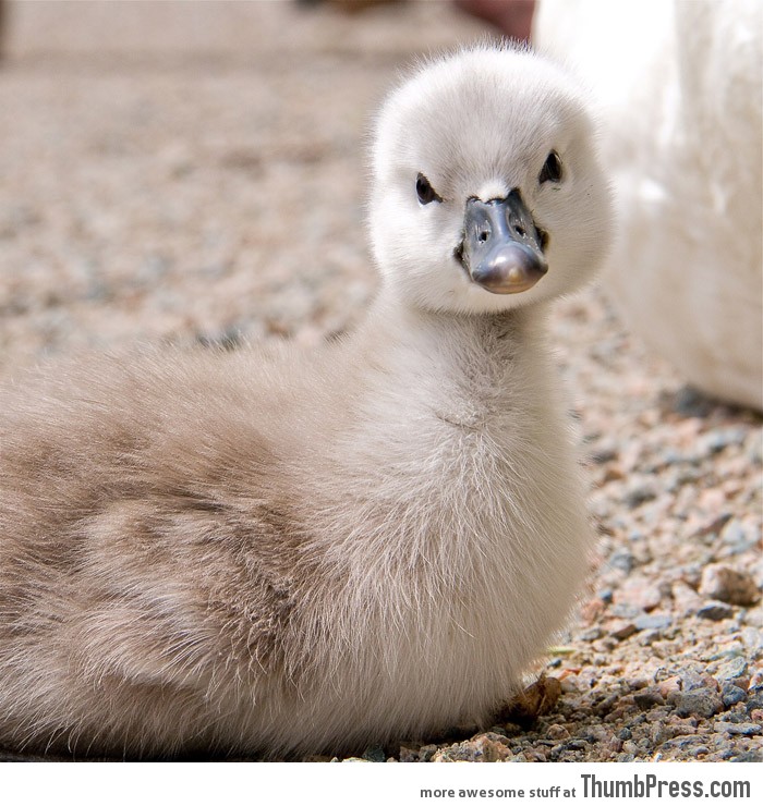 Ugly duckling… NOT