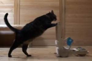 cat-cart