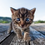 kittie on the ramp