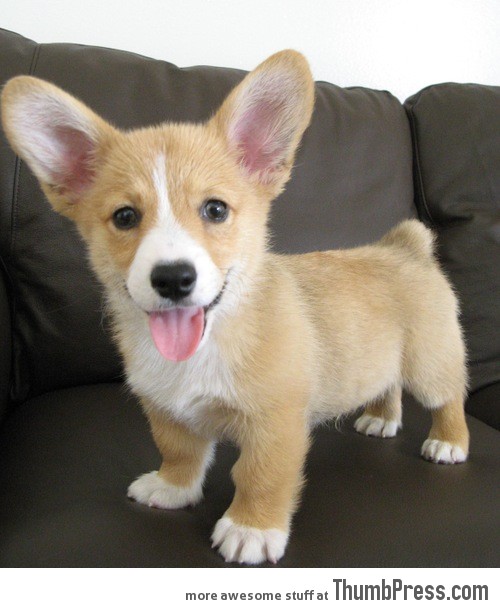  Long ear cutie pie