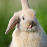 naughty bunny