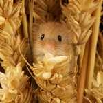 oh hai there