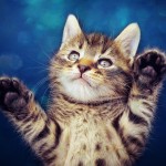 paws up