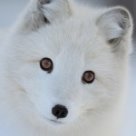 white beauty