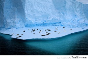 A floating seal colony