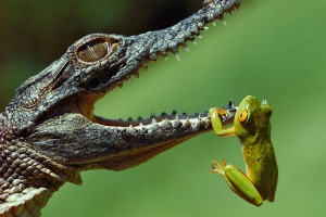 Crocodile and frog