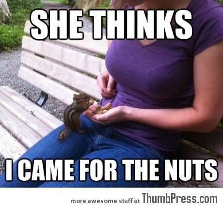 Cute chipmunk has an ulterior motive