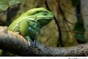 Elder Frog