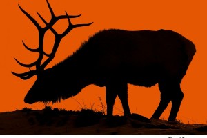 Elk at Twilight