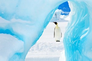 Emperor penguin framed by an iceberg in Antarctica.