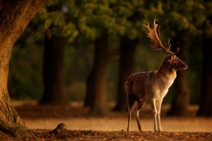 Fallow Deer, Sunrise