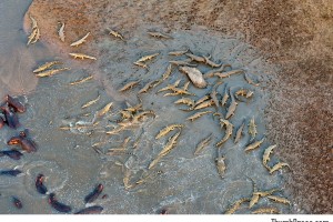Feast of the crocodiles