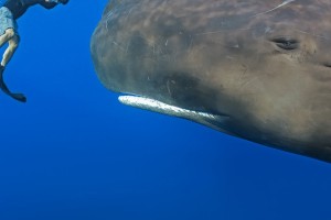 Getting a closeup of a sperm whale