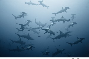 Hammerhead Sharks
