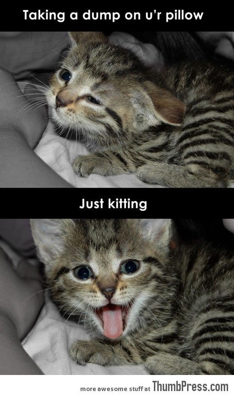 Just kitting…